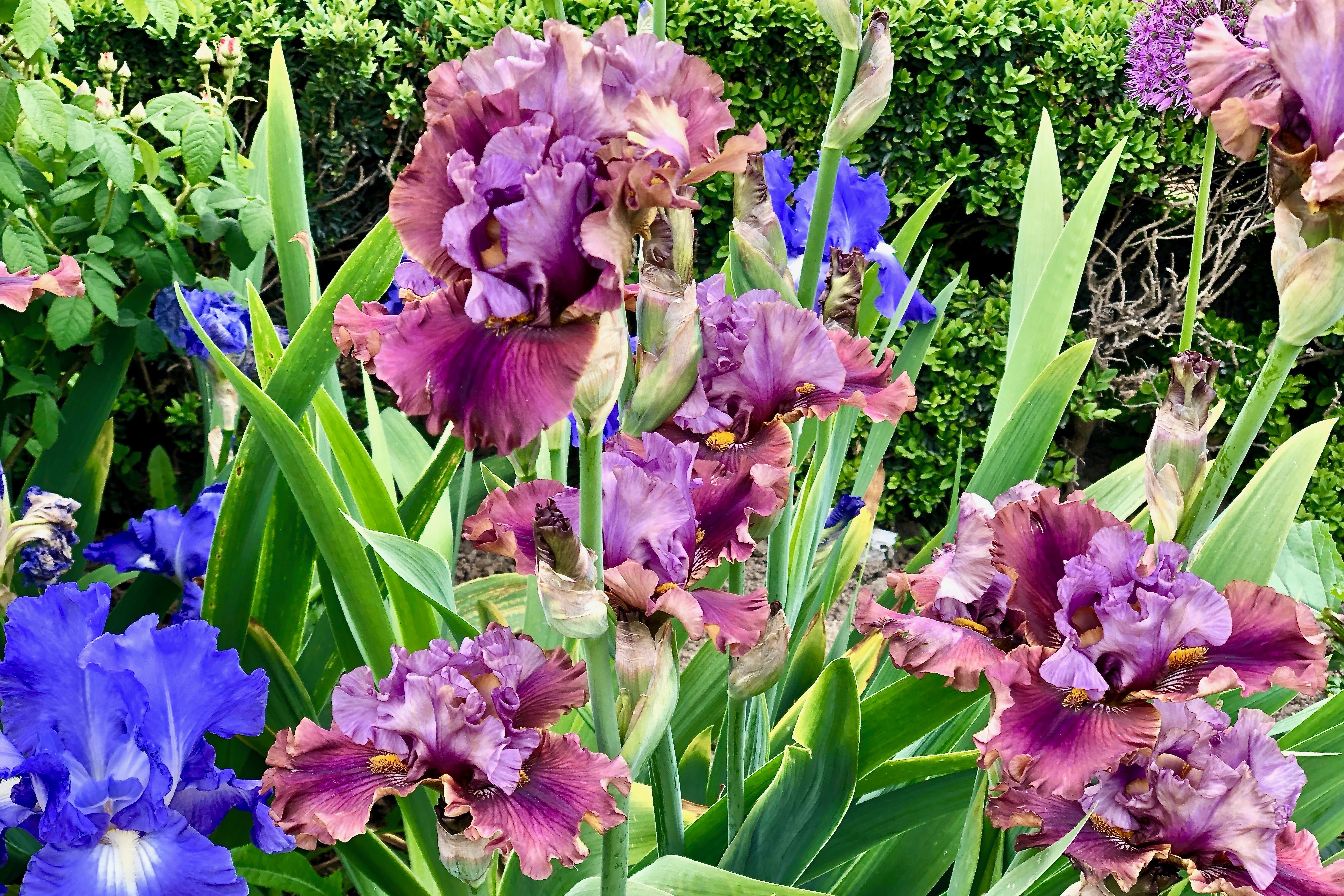Serendipity Sunday Bearded Irises In Bloom Everywhere!