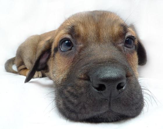 Cook County Rabies Clinic 2015