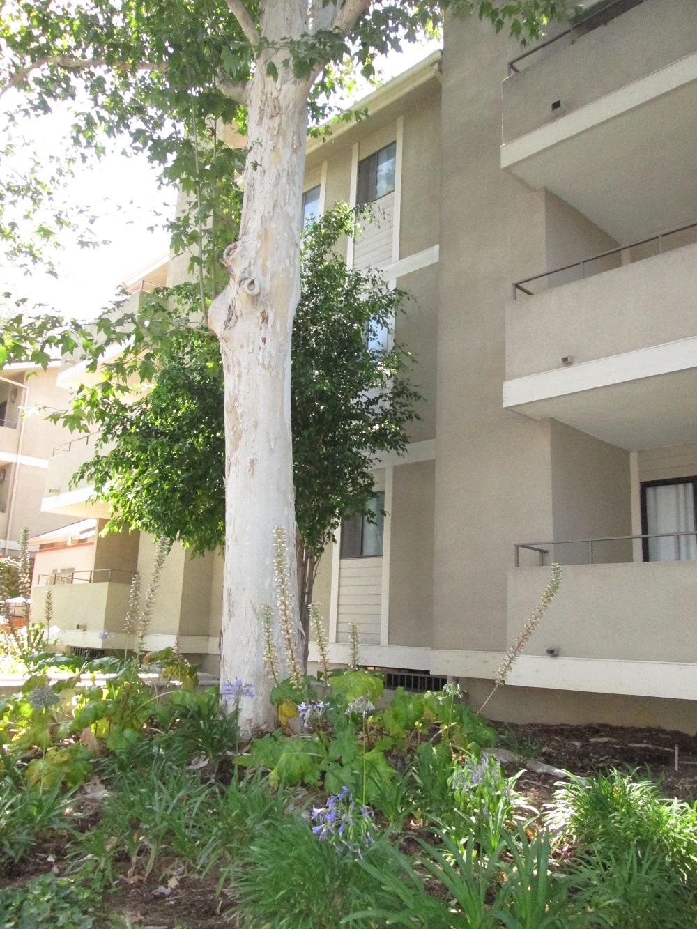 Pasadena CA 1000 East California Boulevard Condos For Sale and Update