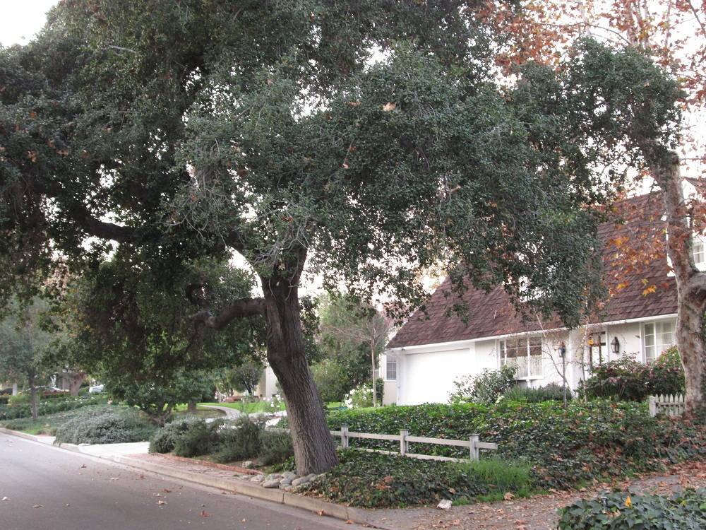 Pasadena CA Chapman Woods Neighborhood 2015 Update
