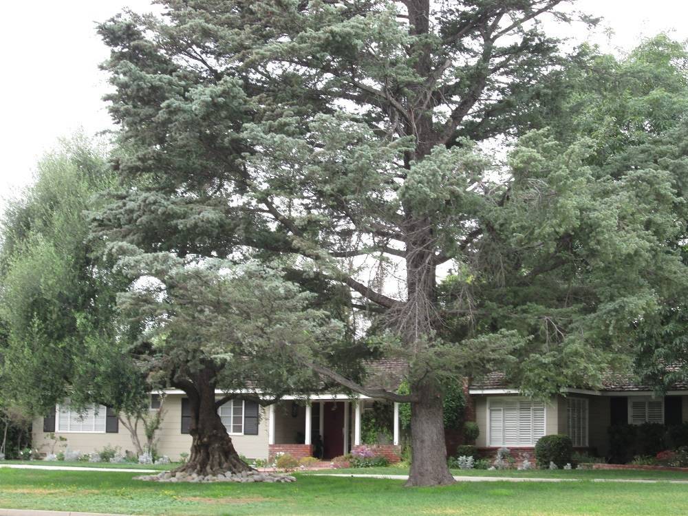 Pasadena Chapman Woods Neighborhood Market Update