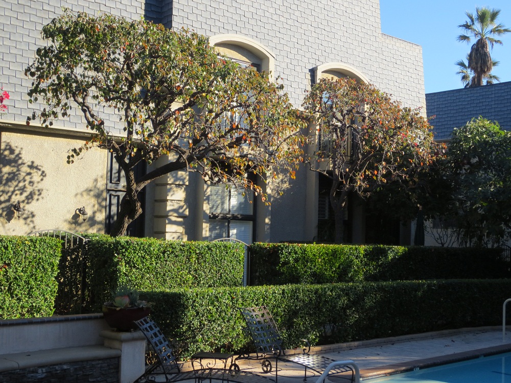 Pasadena CA Chateau de Ville Townhomes on South Orange Grove Boulevard