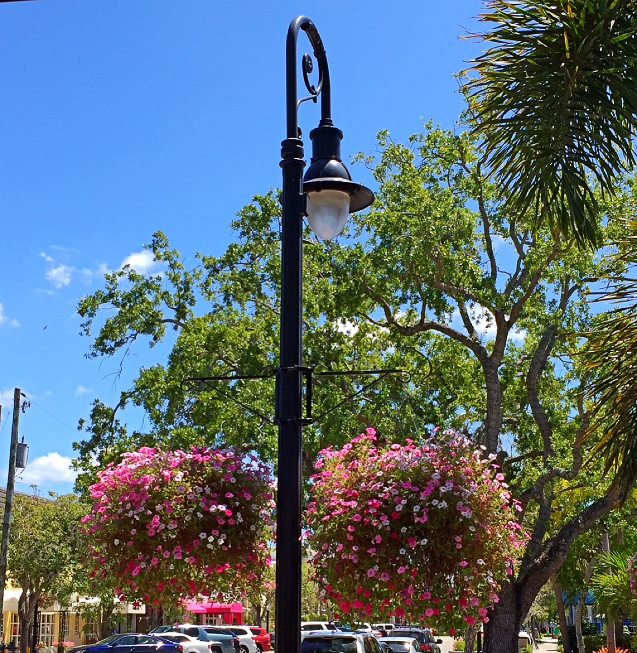 Spring Flowers in Naples, Florida