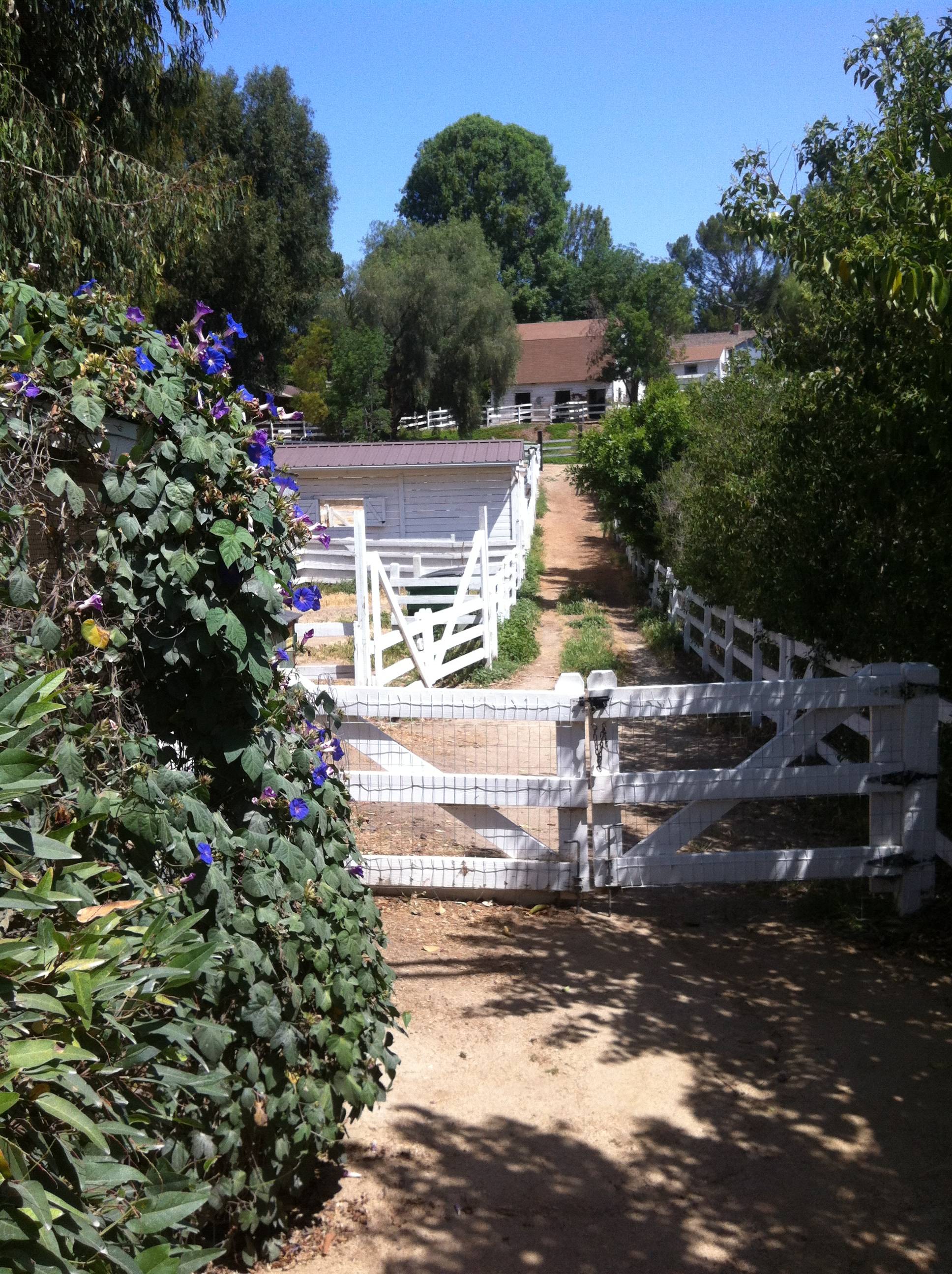 Palos Verdes Daily PhotoPVDN Is Horse Country