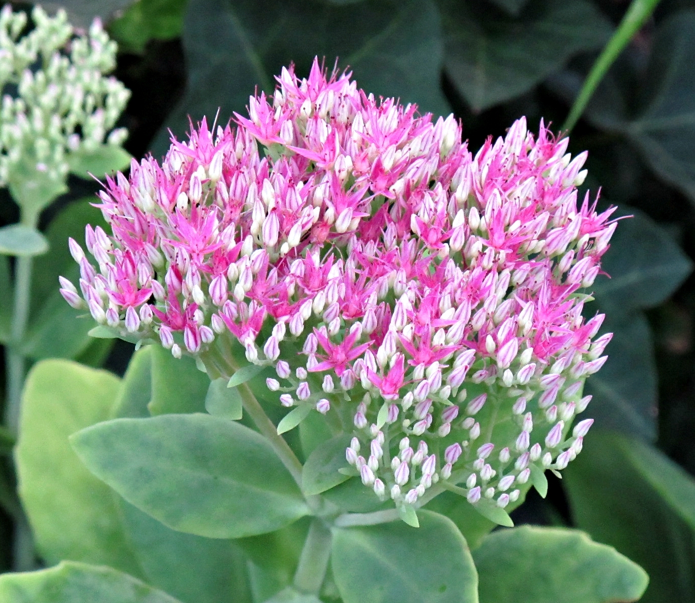 Sedum, Kentlands Photowalk, Gaithersburg, Maryland USA