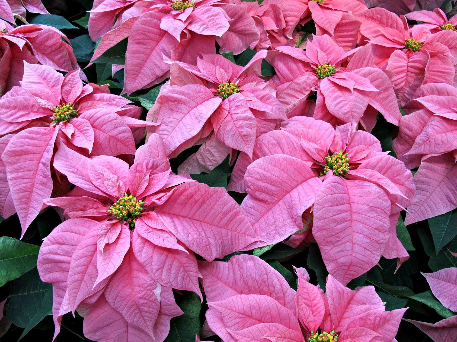 Pink Poinsettias, Longwood Gardens IMG 1679