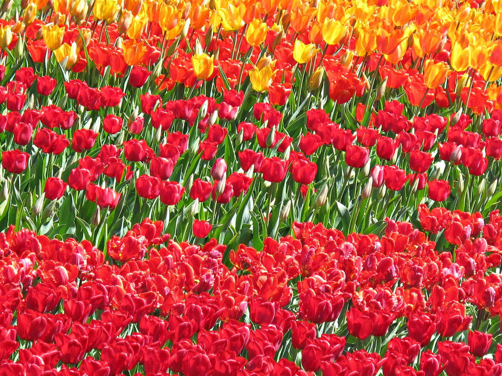 Independence Day Fireworks Shows in Kensington and Germ