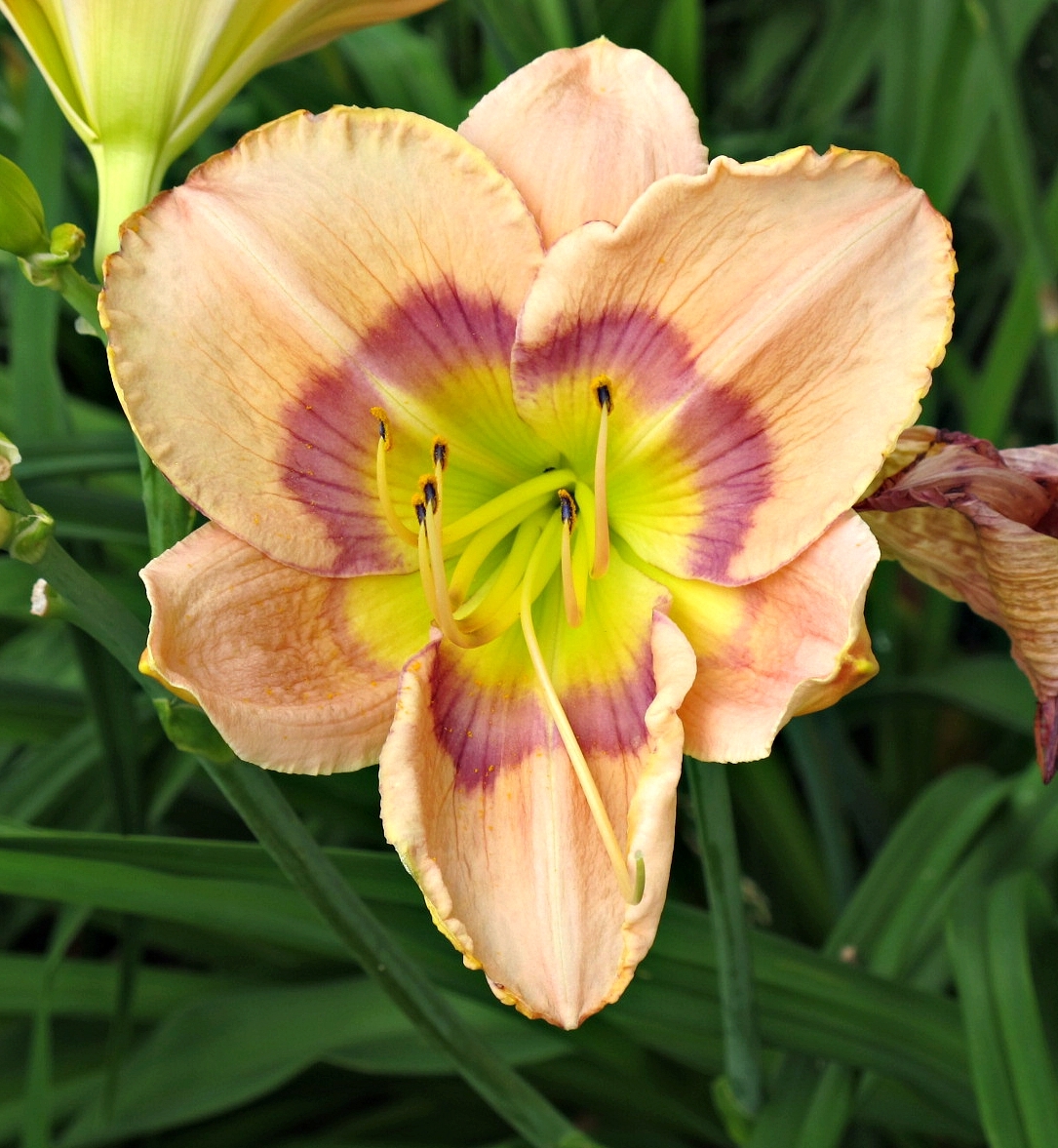 Daylilies in our Kentlands home garden, Gaithersburg, M