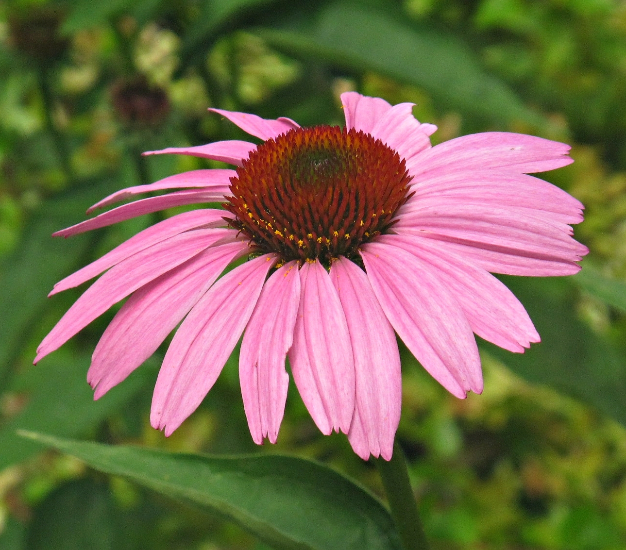 Coneflowers are blooming in Kentlands, Gaithersburg, Ma