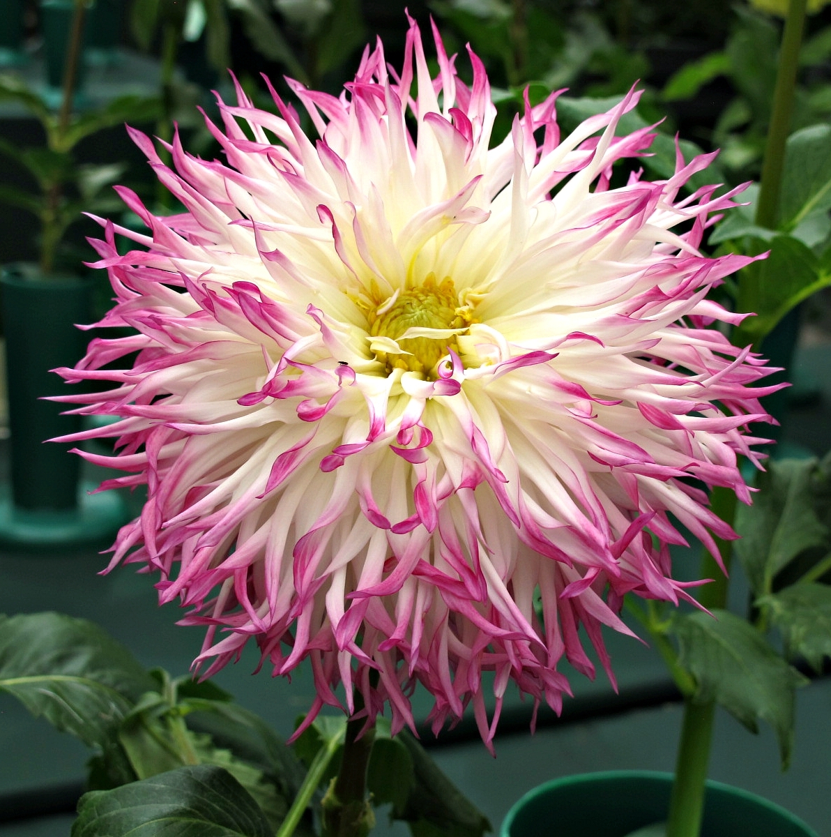 Kentlands Tree and Menorah Lighting