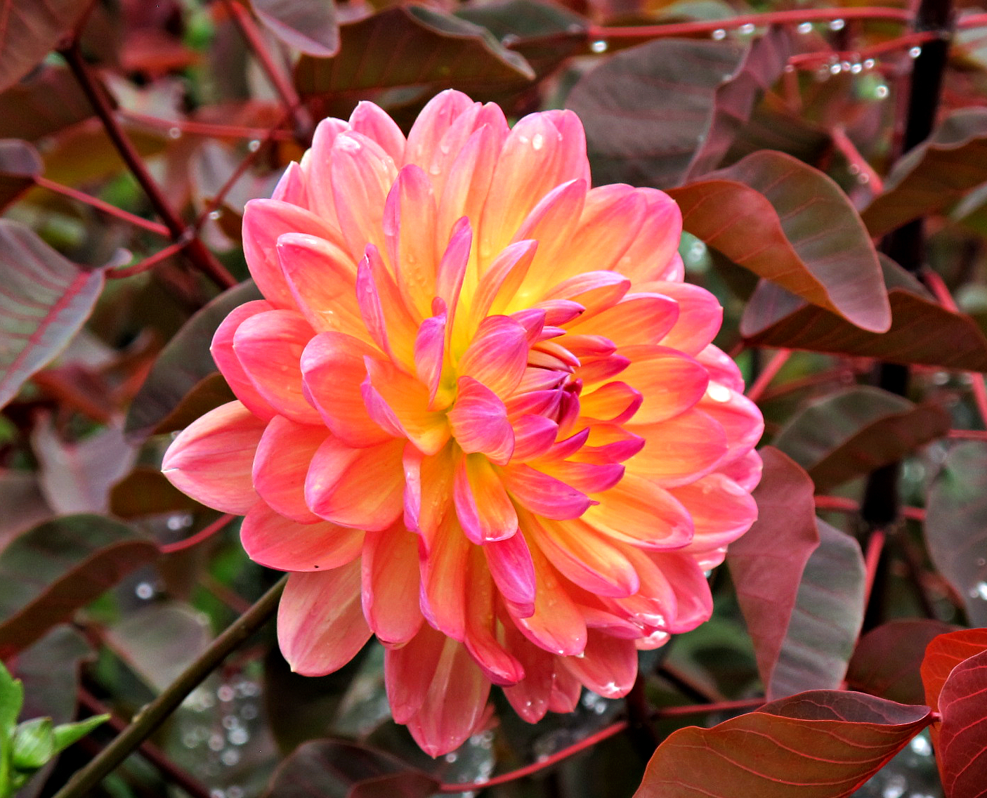 Flowers Images For Facebook Wide Wallpapers