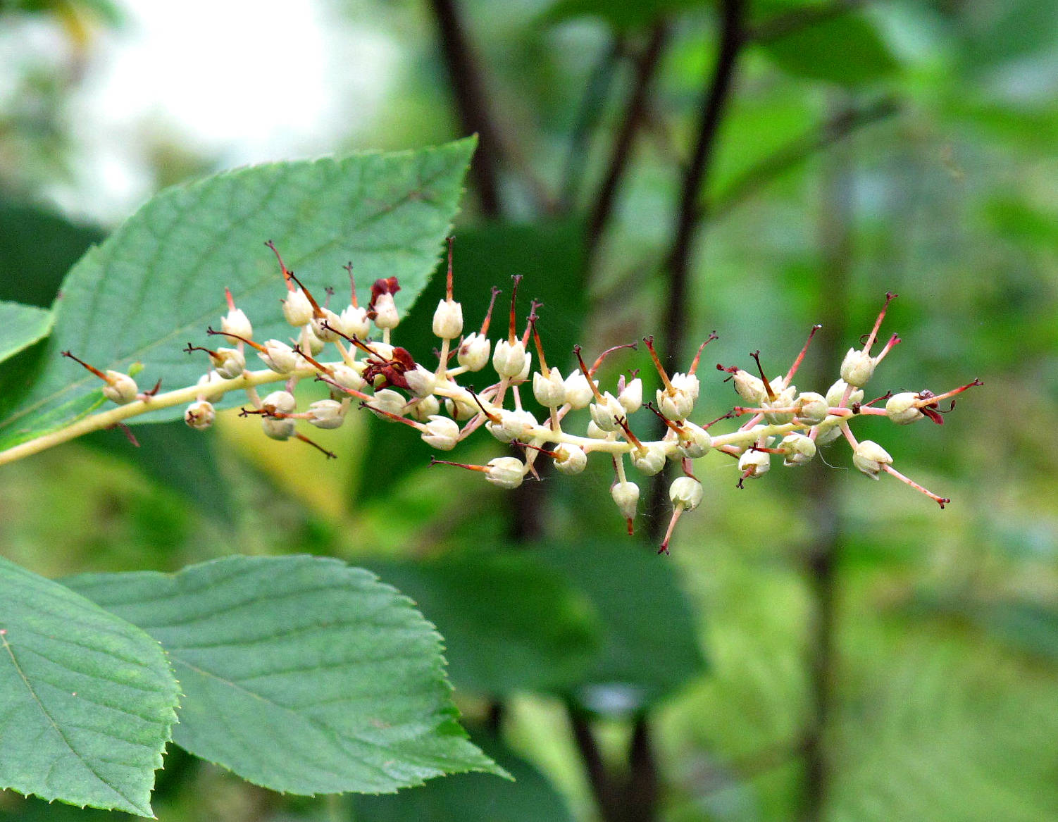 Sweet Pepperbush, Clethra alnifolia, Longwood Gardens I