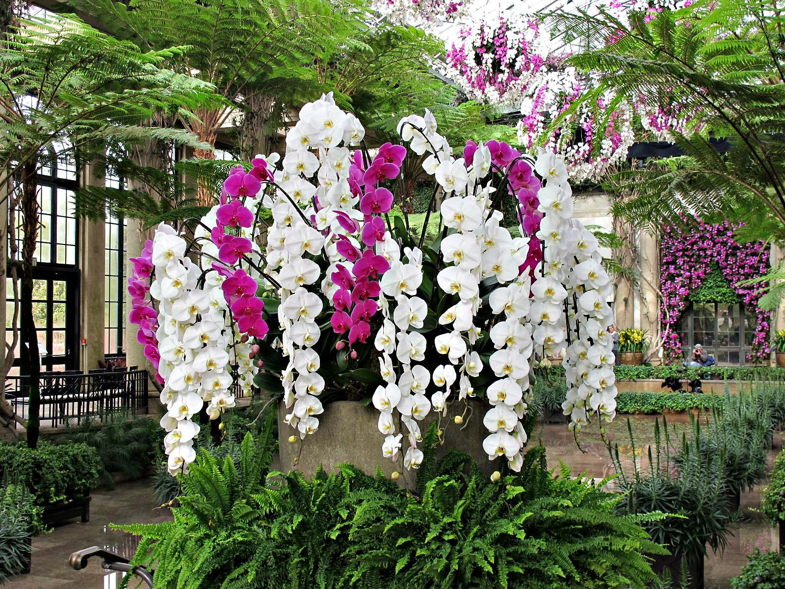 Orchids, Orchid Extravaganza, Longwood Gardens,
