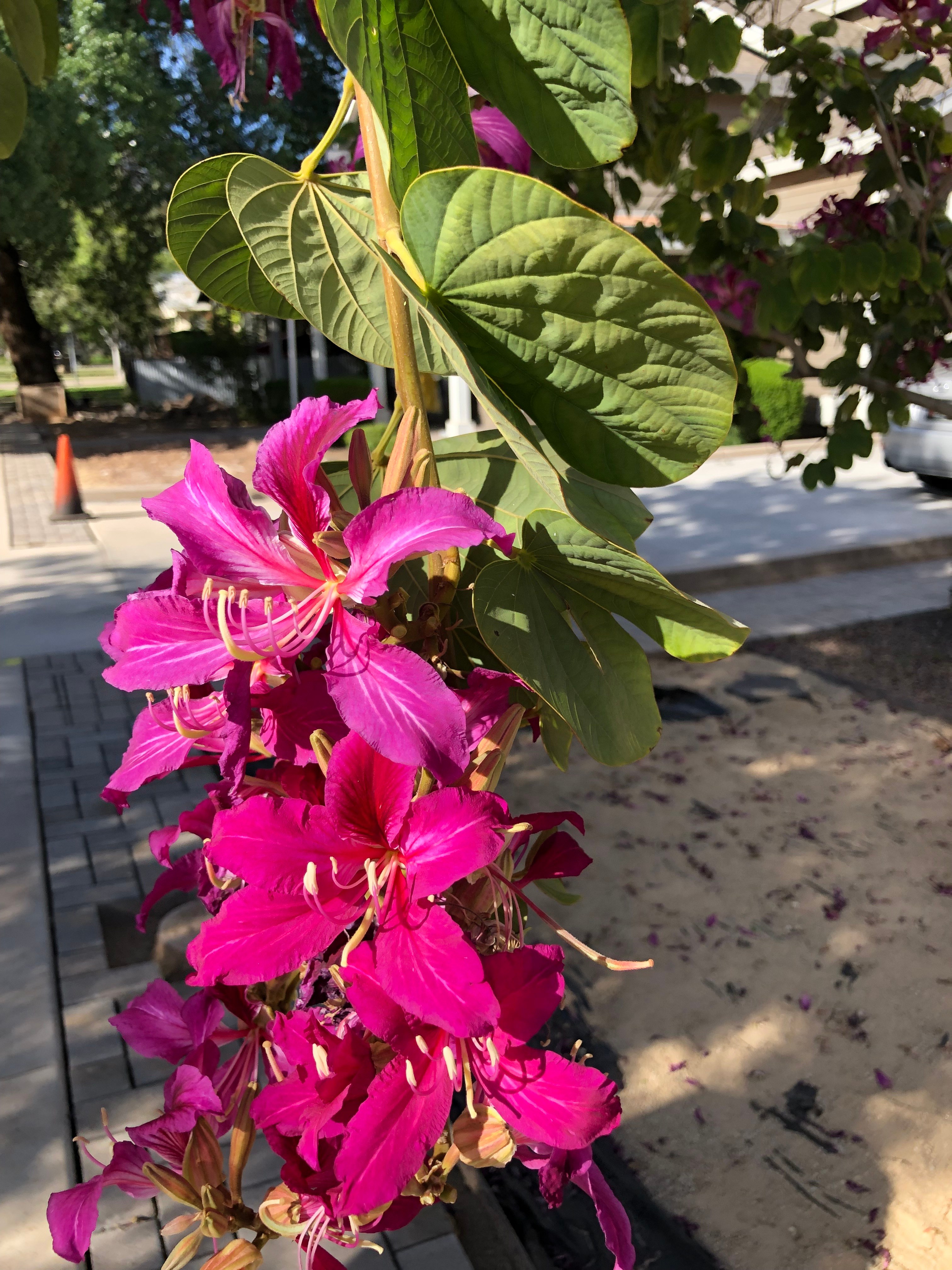 Orchid Show at Berridge Nurseries, Phoenix AZ