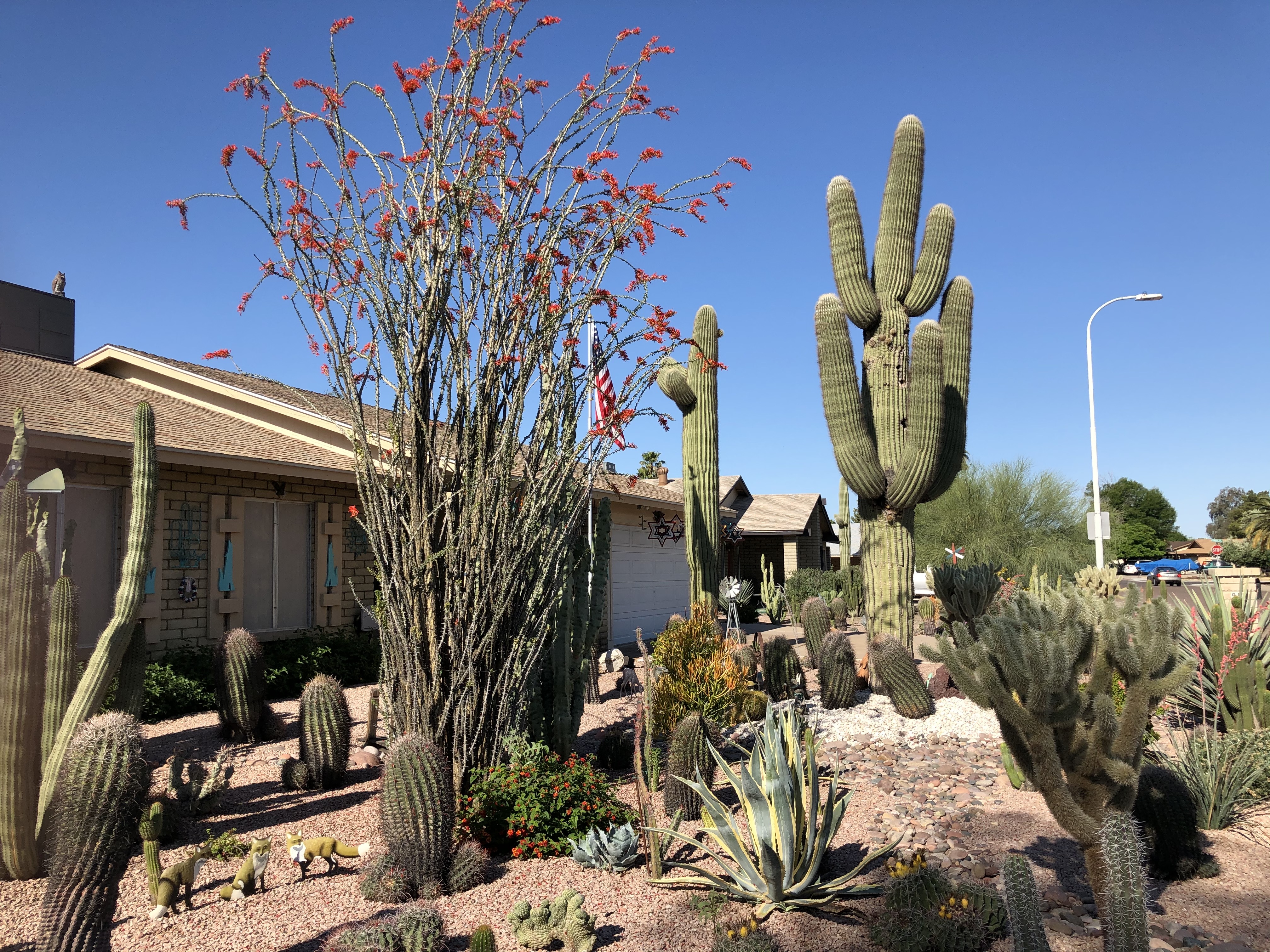 Ocotillo on Arizona