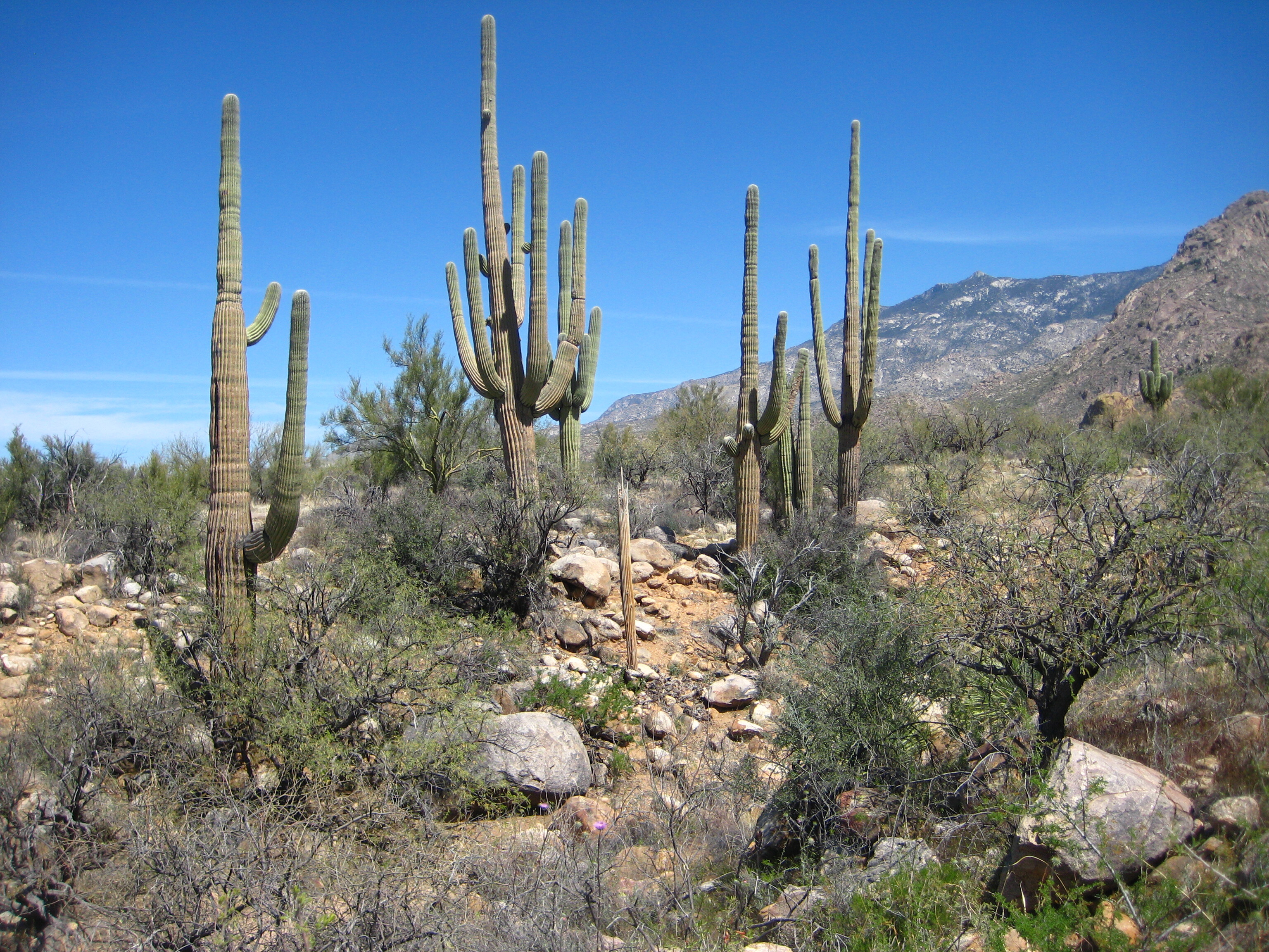 Catalina State Park in Oro Valley, Arizona