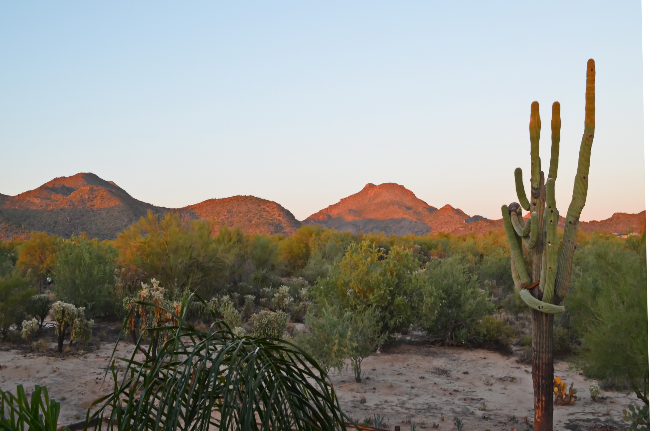 Horse Property For Sale W/Barn Conversion Dove Mountain
