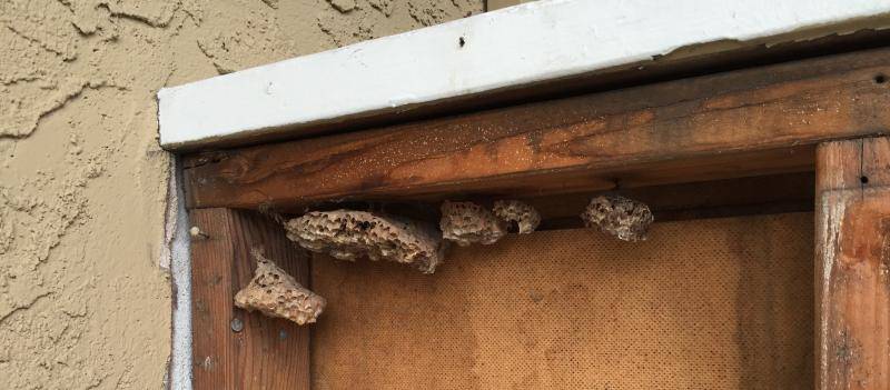 Wasp Nest Under Deck Mice