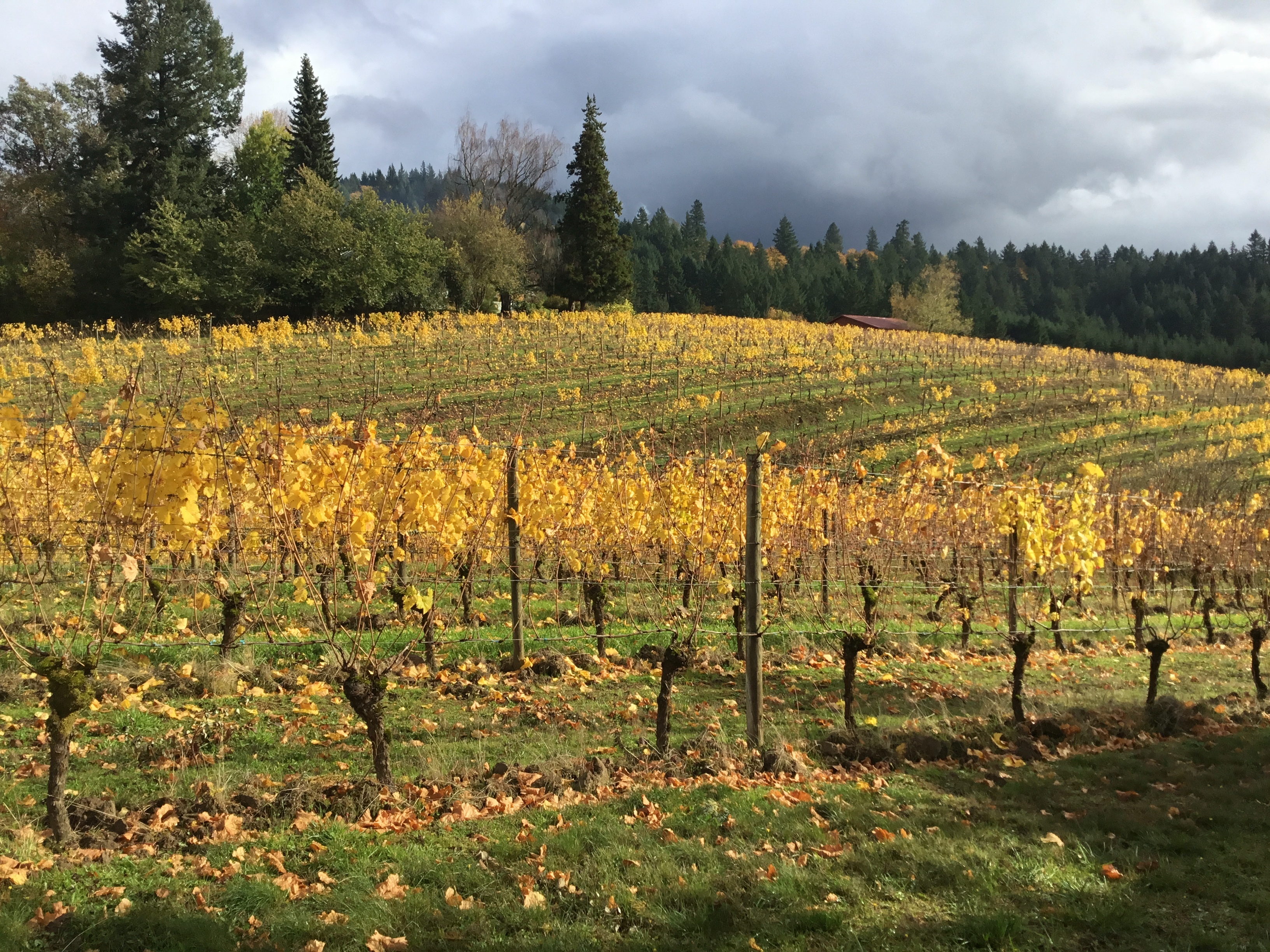 Coming Soon...Home for Sale in Sherwood, Oregon