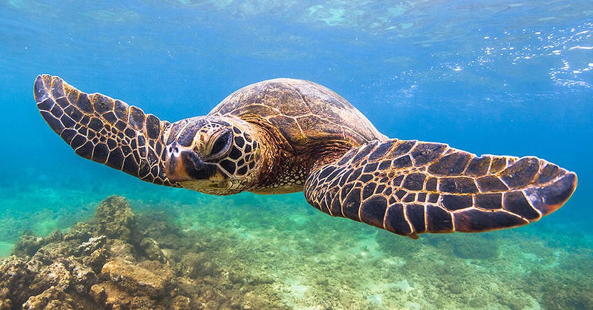 Maui Snorkeling Trips Molokini Crater and Turtle Town Tours
