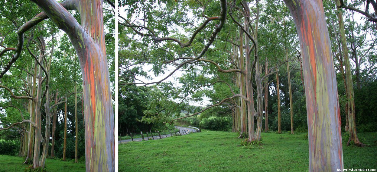 The Best Rainbows In Hawaii Where To See Rainbows In Hawaii