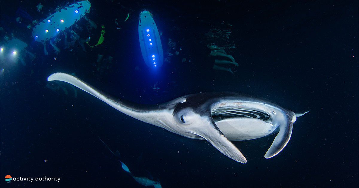 Best Kona Manta Ray Snorkel Tour Big Island Manta Ray Tours