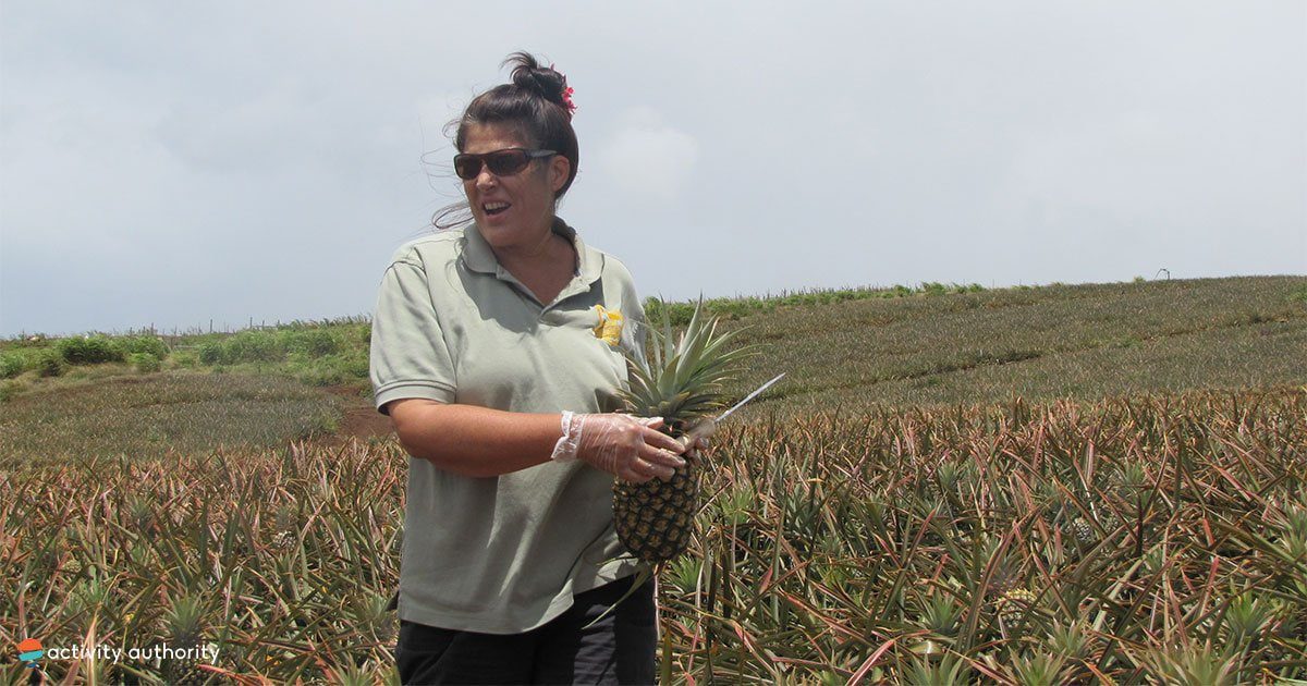 Maui Pineapple Tour The Best Pineapple Farm Tour
