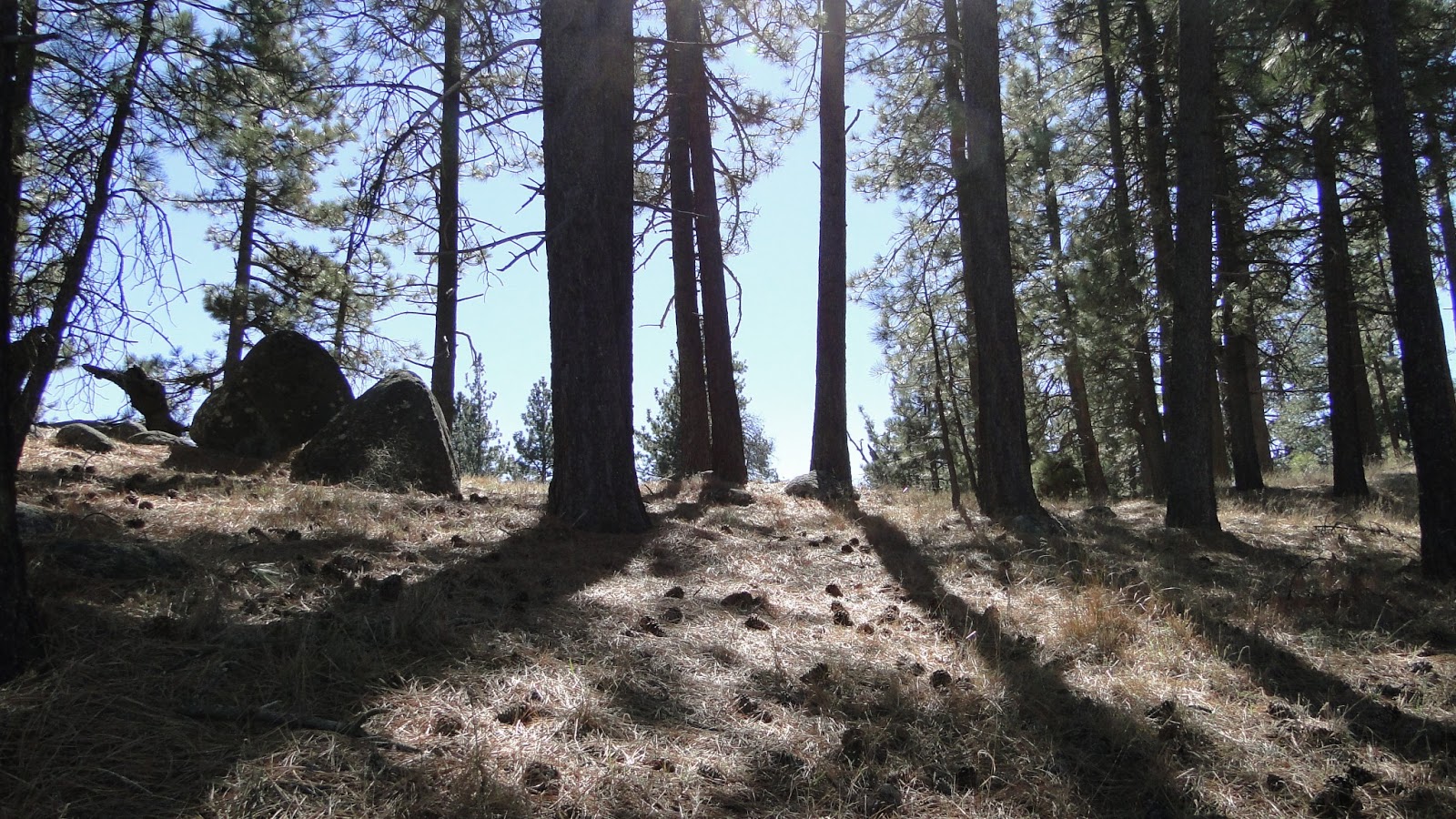 Acton Town Council 2024