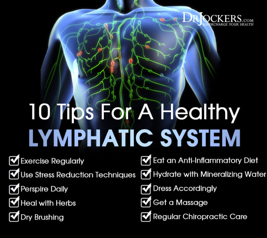 The Lymphatic System and Its Importance Actual Activists
