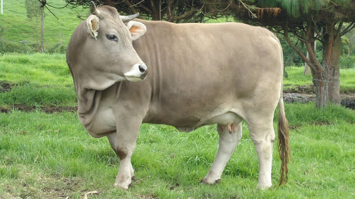 Raza bovina Brown Swiss y su aporte a la ganadería peruana Actualidad