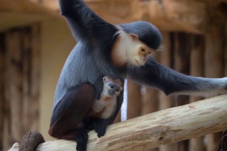 Un bébé langur de Douc est né ! Beauval Actus