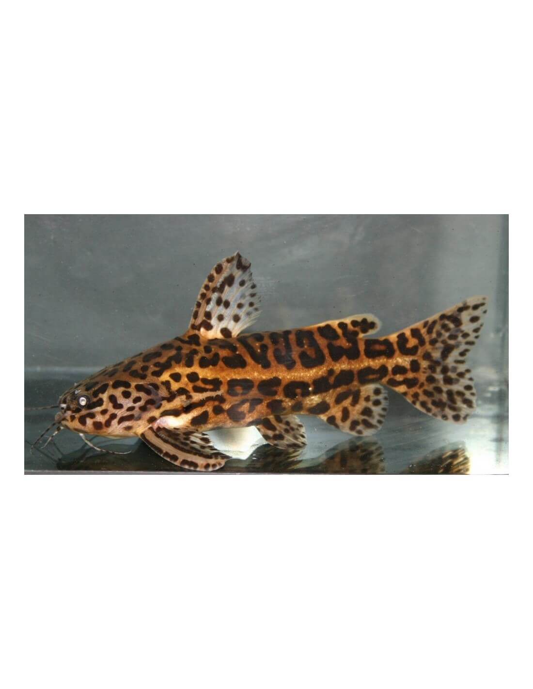Jaguar Catfish (Liosomadoras Oncinus)