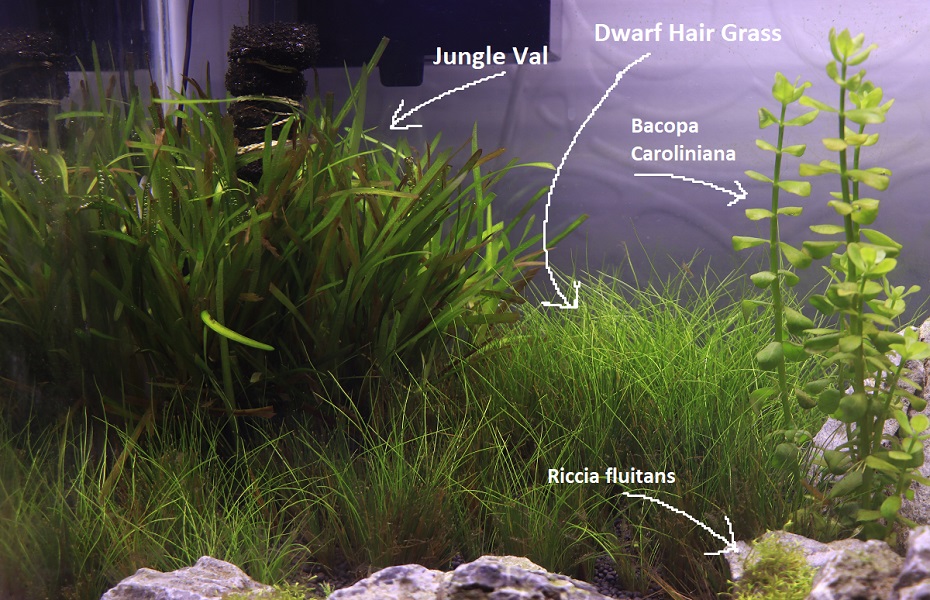 How To Setup A Proper Ghost Shrimp Habitat? Acuario Pets