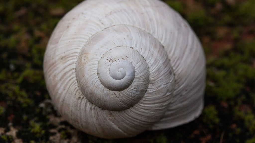 What Snails Can Live With Bettas? Acuario Pets
