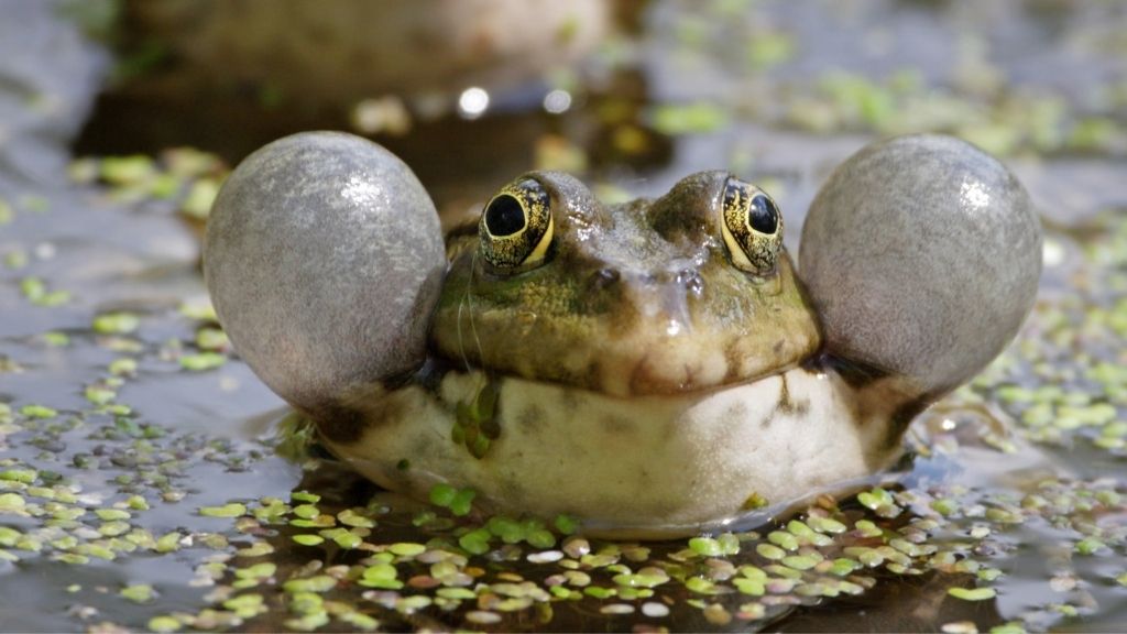 Why Do Pacman Frogs Croak? Acuario Pets