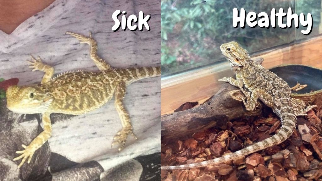When, why and how are bearded dragons killed? Aquarium animals: