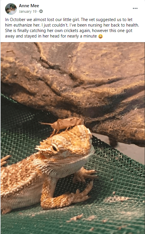 To kill a bearded dragon when, why and how? animal aquarium