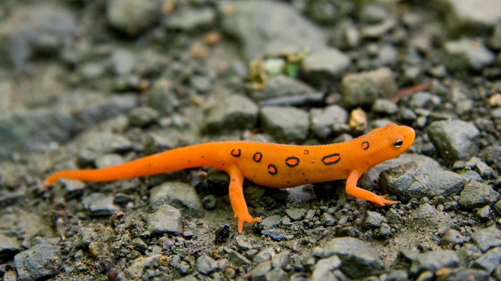 How Do Salamanders Breathe? Acuario Pets