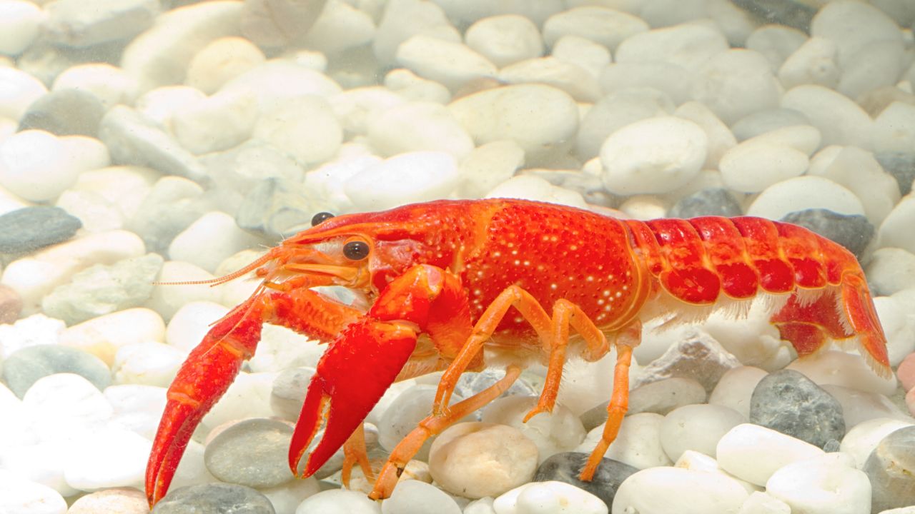 Crayfish Tank SetUp Guide For Beginners [12 Easy Steps] Acuario Pets