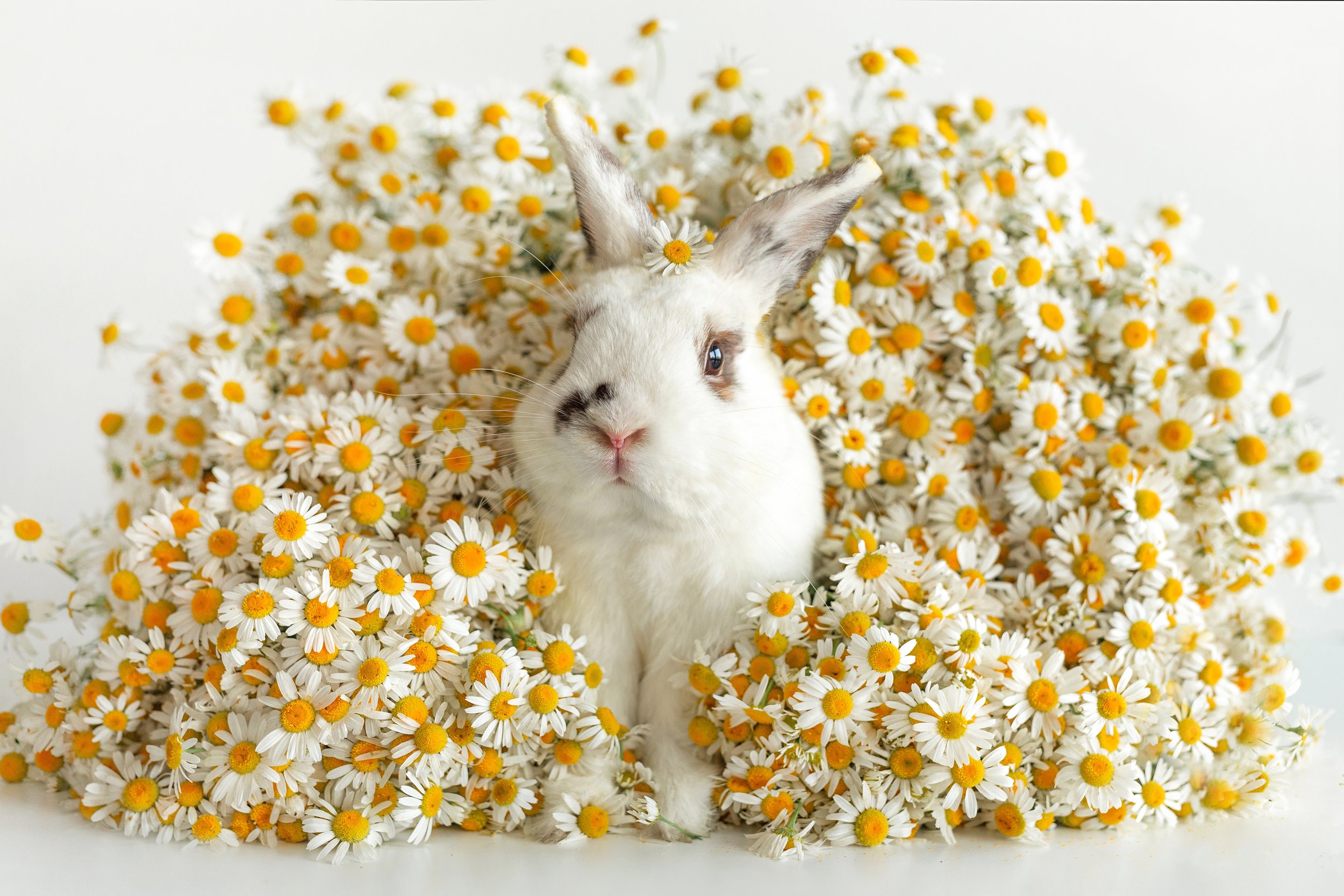 to the Year of the Rabbit! Acupuncture Clinic of Boulder