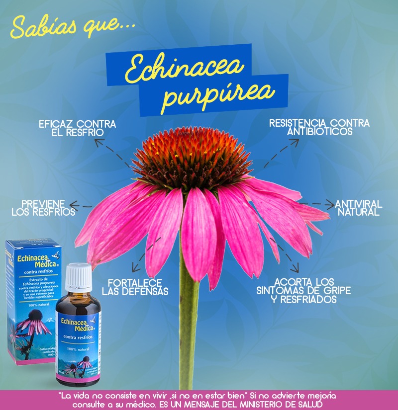 Tres motivos para tomar Echinacea y fortalecer el organismo