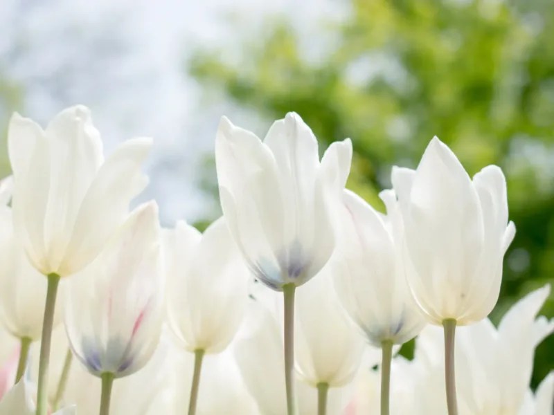 Blog Grand Rapids Acupuncture