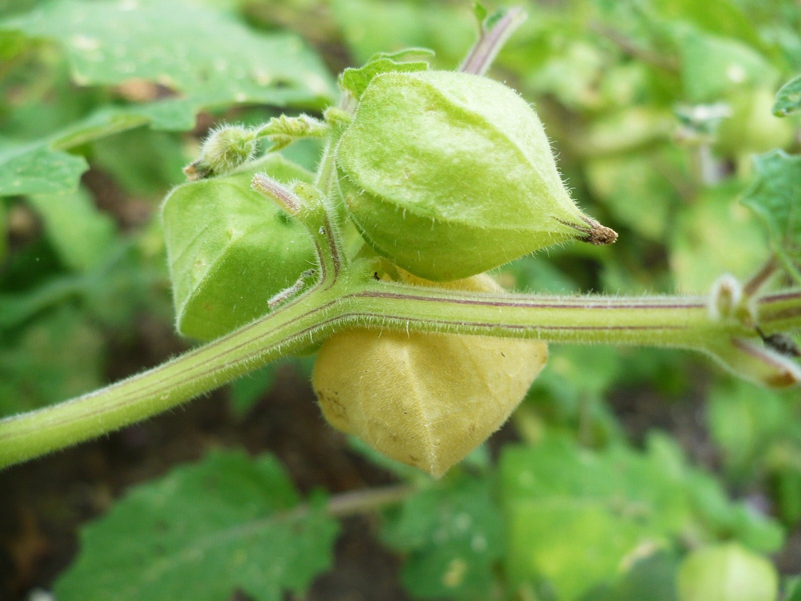 Growing Ground Cherries A Cultivated Nest