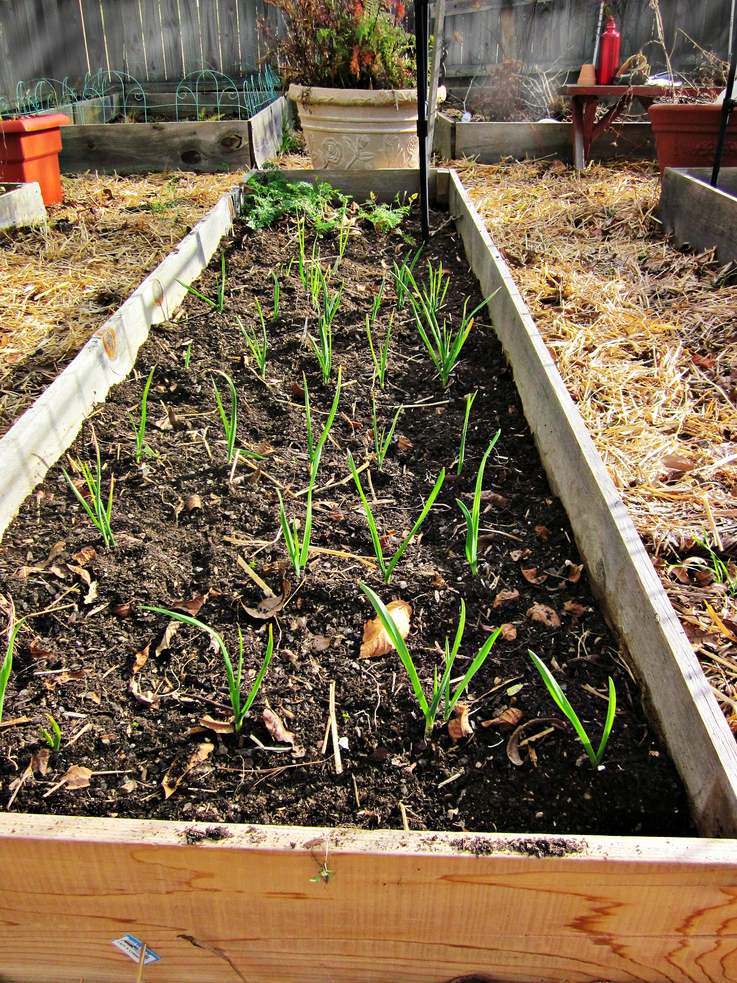 The Stinking Rose (otherwise known as garlic) A Cultivated Nest