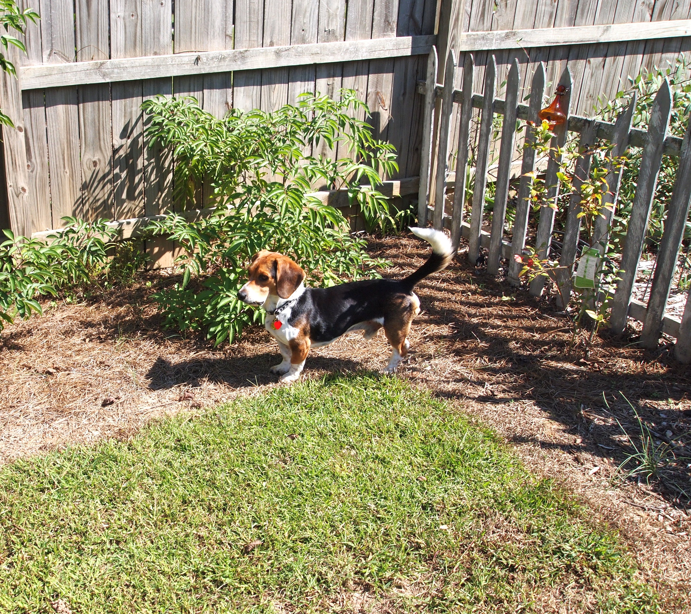 Meet Our New Puppy Corey A Cultivated Nest