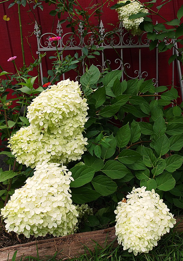 Big Fat Blossoms My Limelight Hydrangea A Cultivated Nest