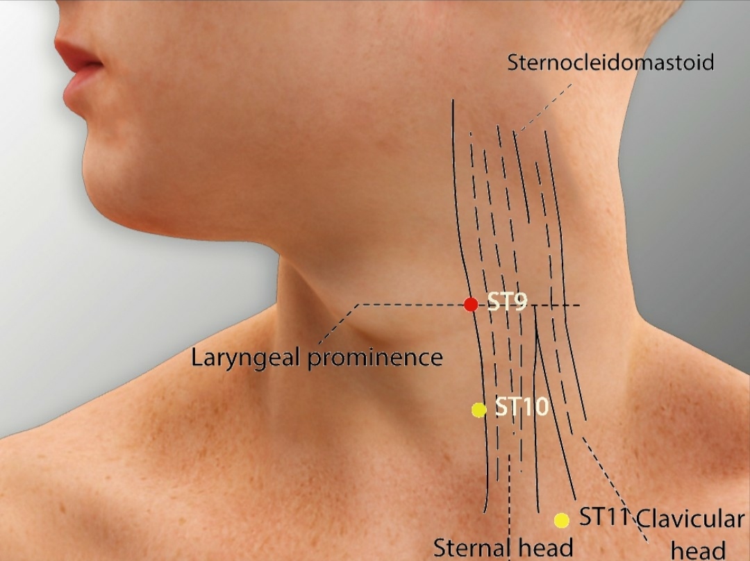 ST 9 RENYING Stomach Meridian Acupuncture Point