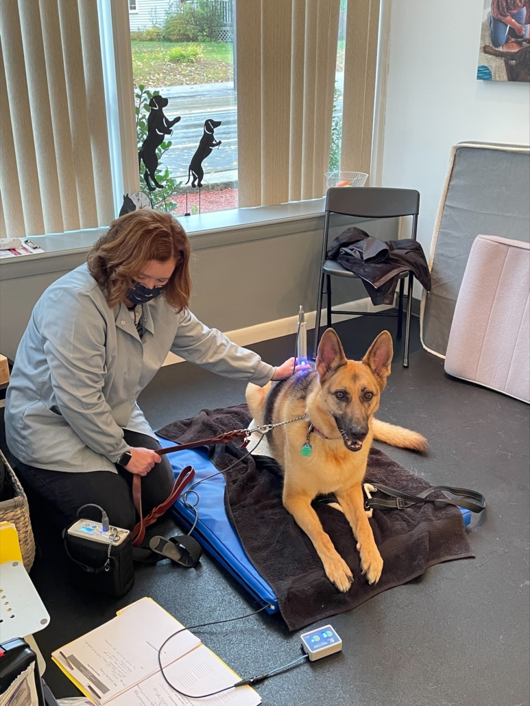 Pulsing Field Therapy (PEMF) for Animals in Dover