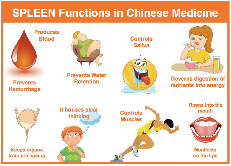 All About the TCM Spleen AcuPro Academy