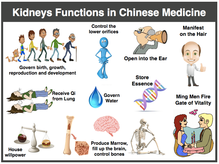 All About the TCM Kidneys AcuPro Academy Acupuncture Online Courses
